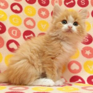 Alternative view of ノルウェージャン・フォレスト・キャット