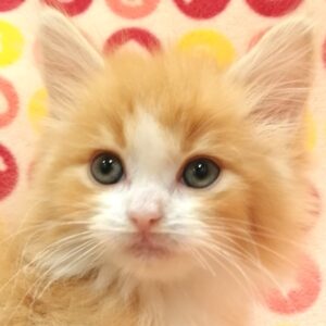 ノルウェージャン・フォレスト・キャット