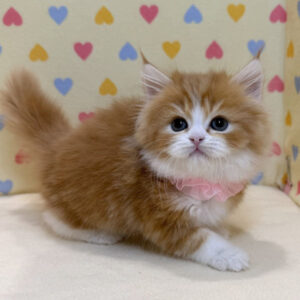 Alternative view of ラガマフィン