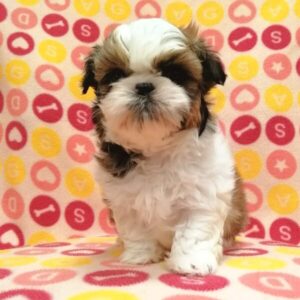 Alternative view of シー・ズー