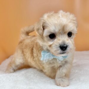 Alternative view of ミックス犬