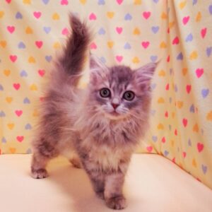 Alternative view of ミヌエット