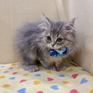 Alternative view of ミヌエット