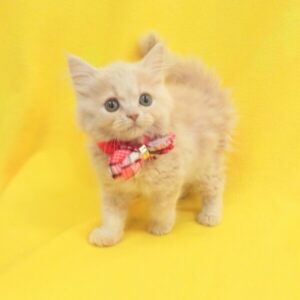 Alternative view of ミヌエット