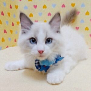 Alternative view of ラグドール