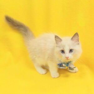 Alternative view of ラグドール