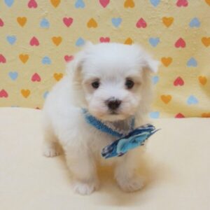 Alternative view of マルチーズ