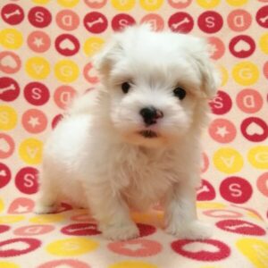 Alternative view of マルチーズ