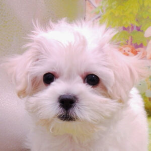 ビション・フリーゼ