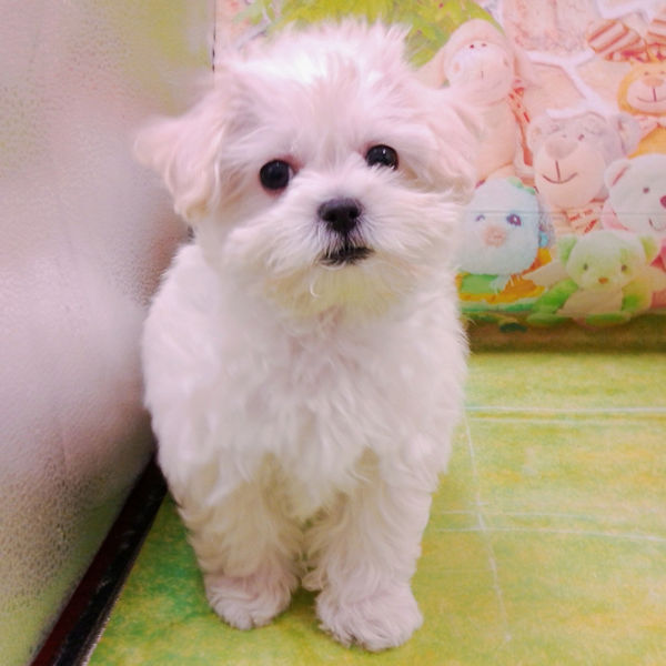 ビション・フリーゼ - 画像 (2)