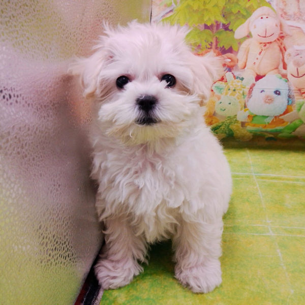 ビション・フリーゼ - 画像 (3)