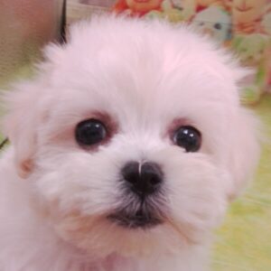 ビション・フリーゼ