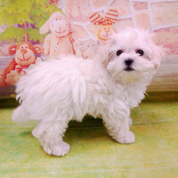 ビション・フリーゼ - 画像 (4)