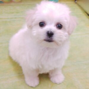 Alternative view of ビション・フリーゼ