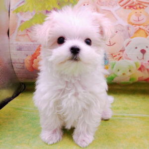 Alternative view of マルチーズ