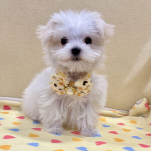 Alternative view of マルチーズ