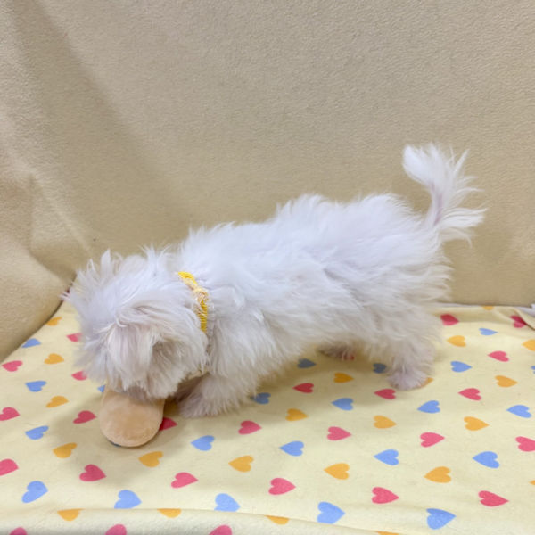 マルチーズ - 画像 (4)