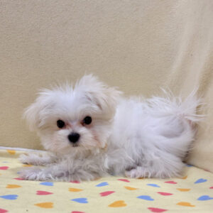 Alternative view of マルチーズ