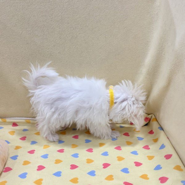 マルチーズ - 画像 (5)