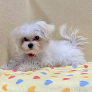 Alternative view of マルチーズ