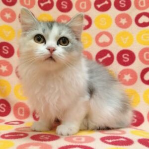 Alternative view of マルチーズ