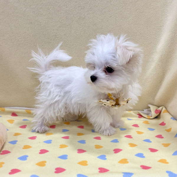 マルチーズ - 画像 (3)