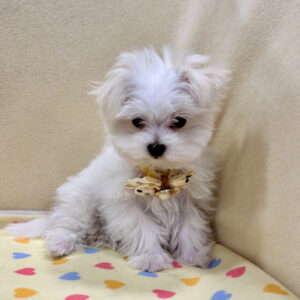 Alternative view of マルチーズ