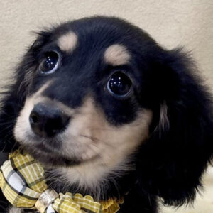 ミニチュア・ダックスフンド(ロングヘアード)