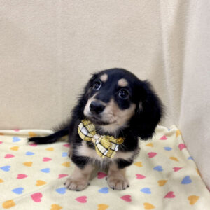 Alternative view of ミニチュア・ダックスフンド(ロングヘアード)