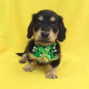 Alternative view of ミニチュア・ダックスフンド(ロングヘアード)