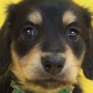 ミニチュア・ダックスフンド(ロングヘアード)