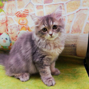 Alternative view of スコティッシュ・フォールド