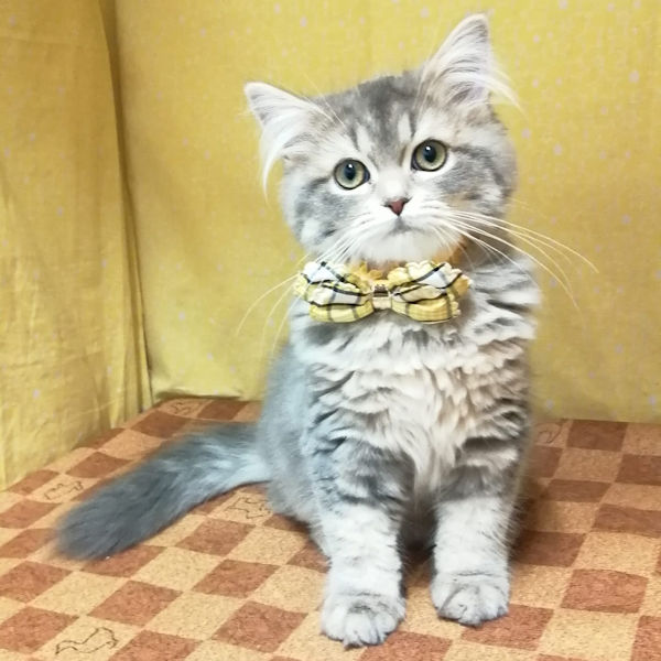 スコティッシュ・フォールド - 画像 (2)