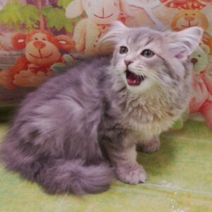 Alternative view of スコティッシュ・フォールド