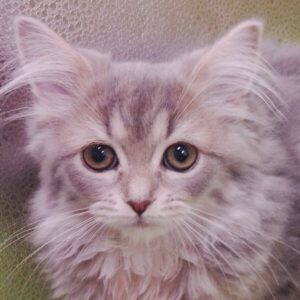 スコティッシュ・フォールド