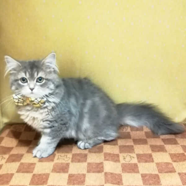 スコティッシュ・フォールド - 画像 (5)