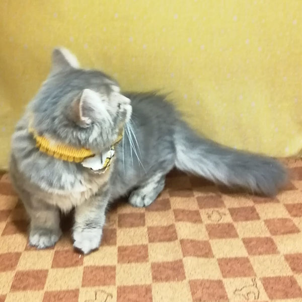 スコティッシュ・フォールド - 画像 (3)