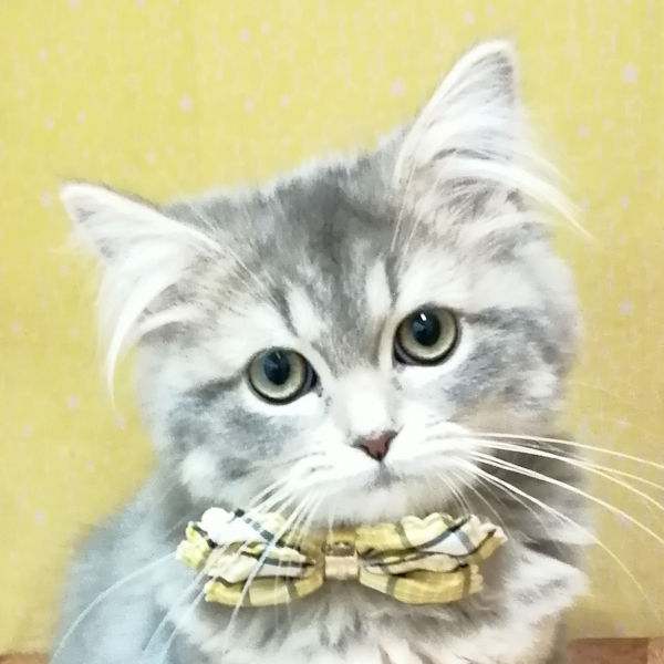 スコティッシュ・フォールド