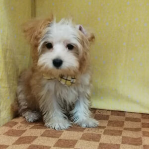 Alternative view of ミックス犬