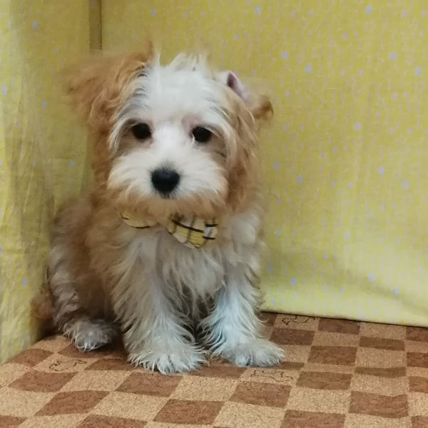 ミックス犬 - 画像 (2)