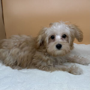 Alternative view of ミックス犬