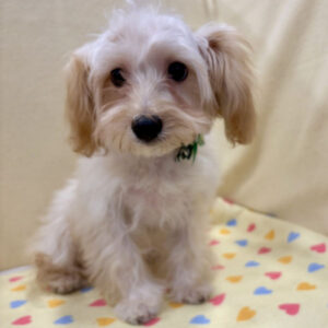 Alternative view of ミックス犬