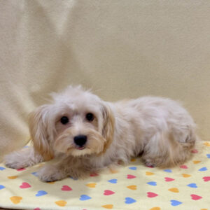 Alternative view of ミックス犬