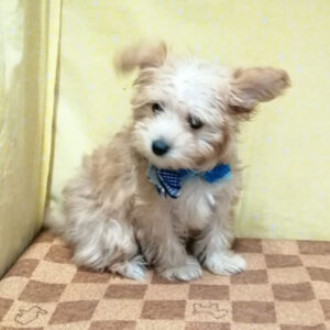 Alternative view of ミックス犬