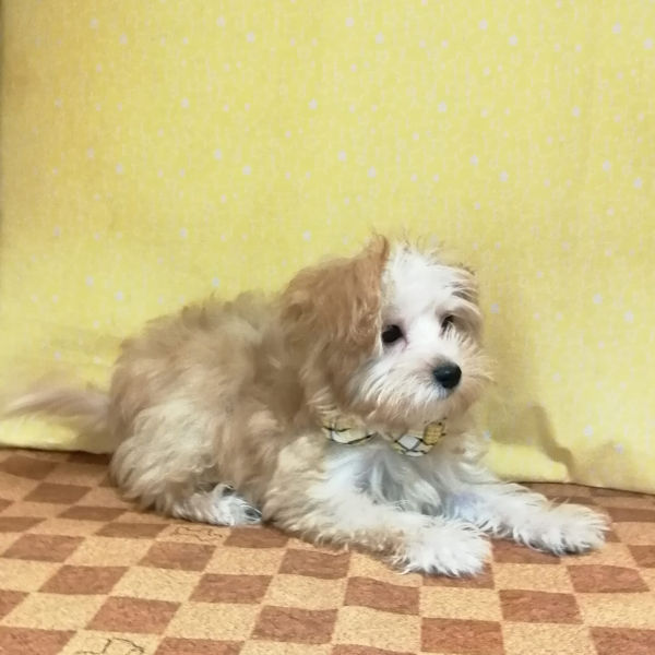 ミックス犬 - 画像 (3)