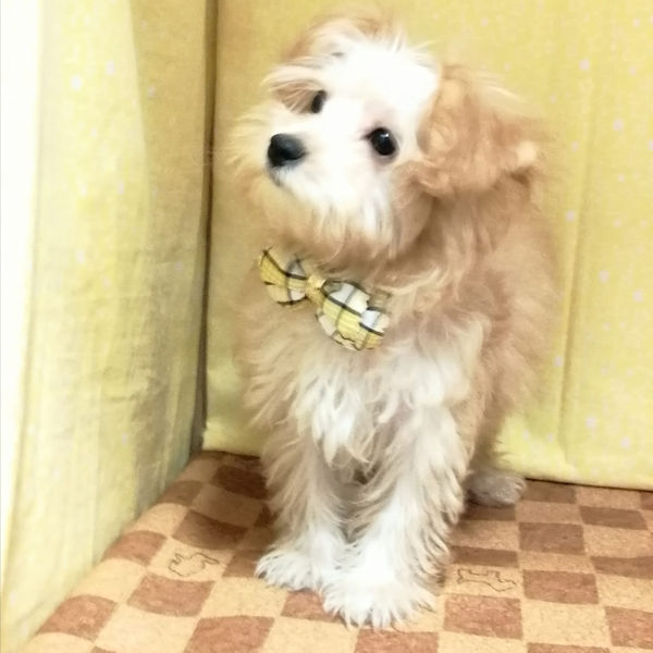 ミックス犬 - 画像 (4)