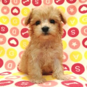 Alternative view of ミックス犬