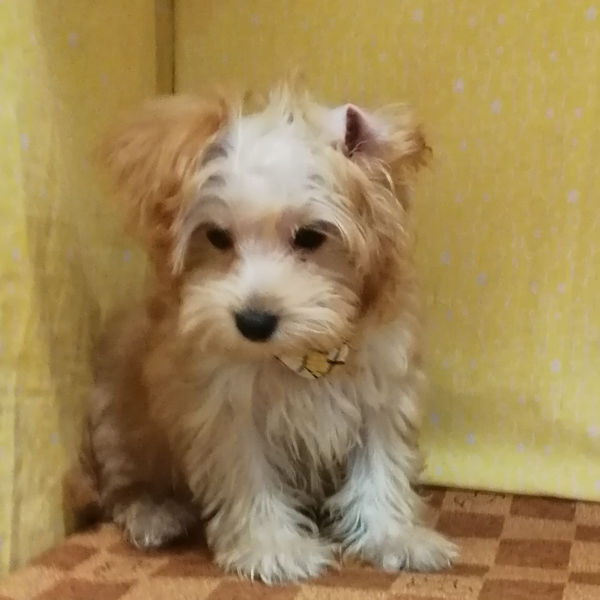 ミックス犬 - 画像 (5)