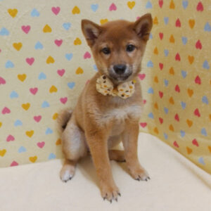 Alternative view of 柴