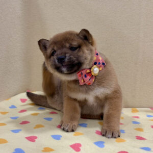 Alternative view of 柴